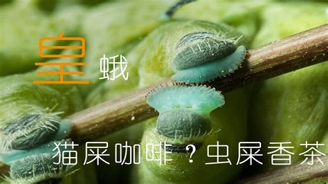 屎 意味 大隻蛾